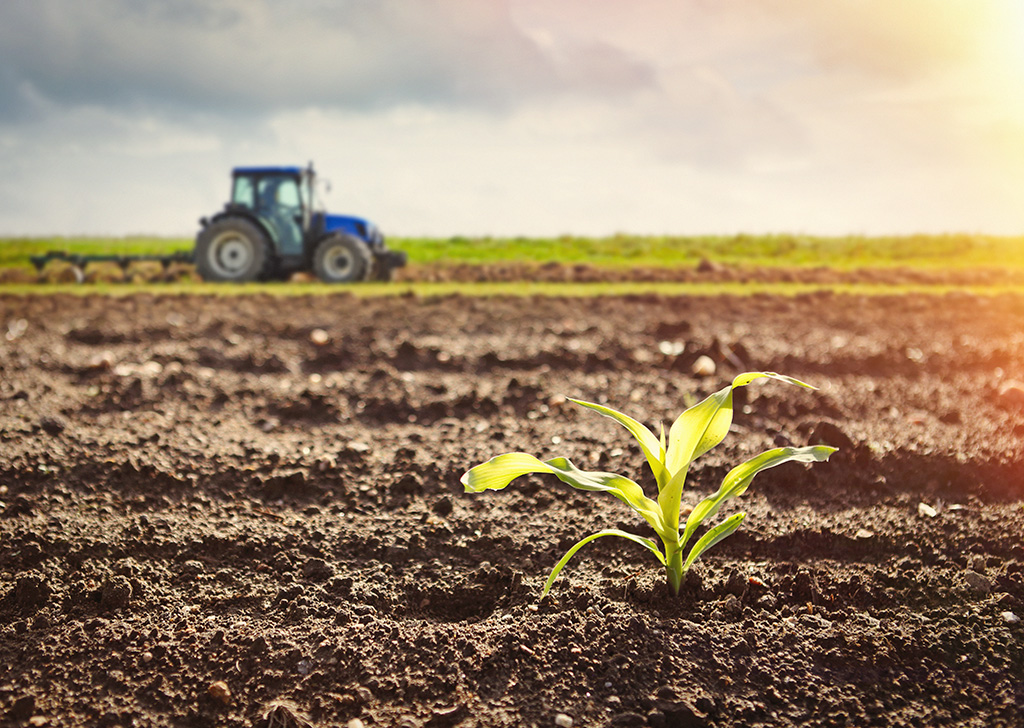 Culture maïs sur pied et tracteur travaillant sur le terrain